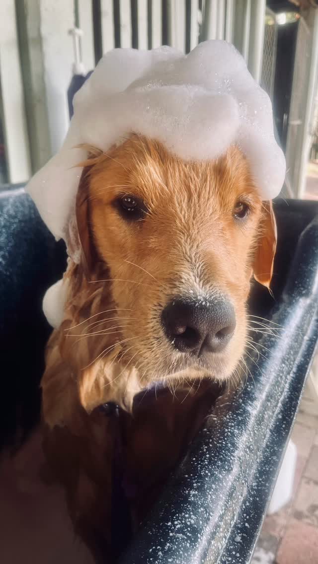 Memphis the Golden Retriever puppy in the bath with a crown of shampoo suds
