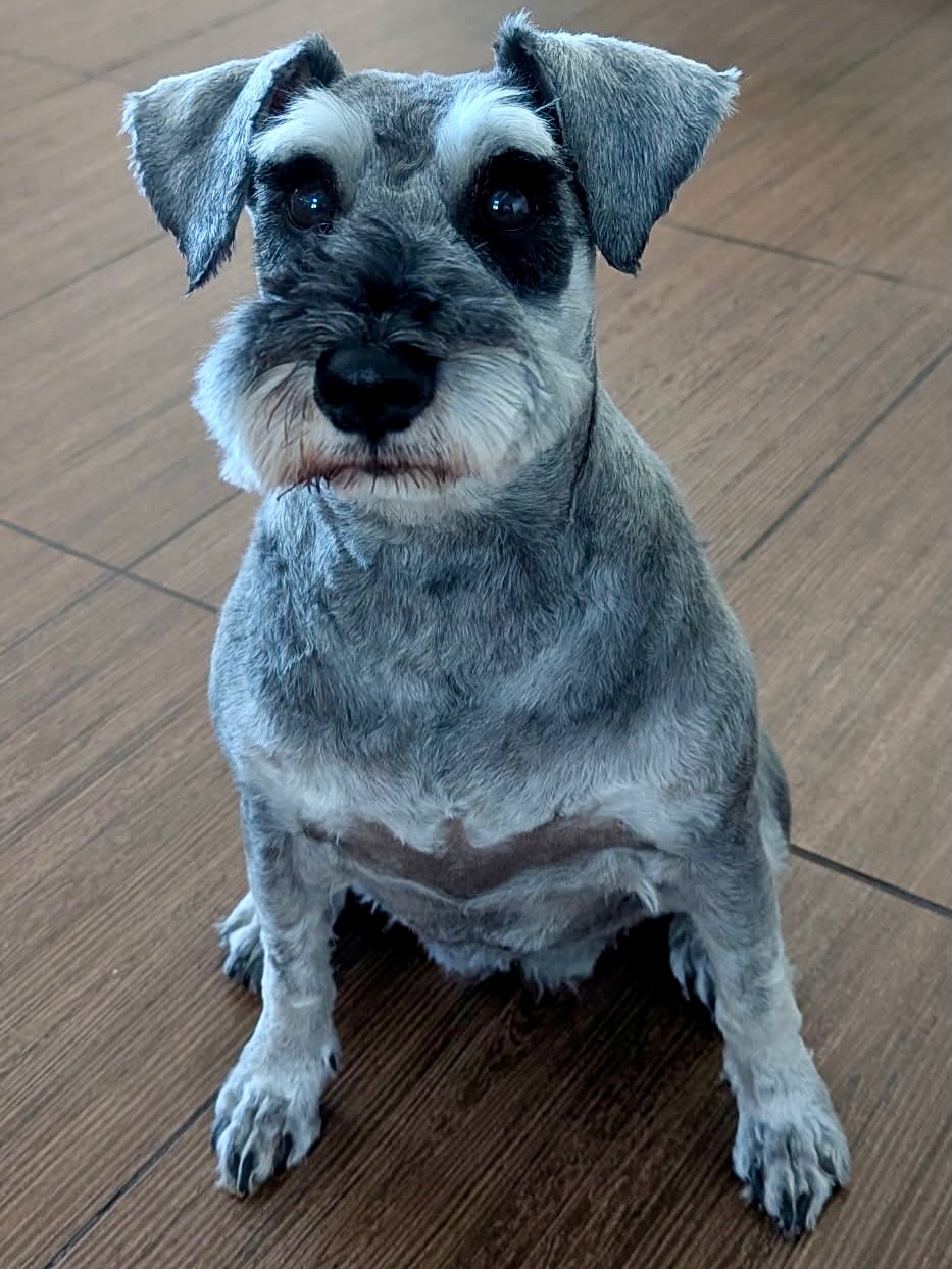 Navy the salt-and-pepper Miniature Schnauzer with a fresh trim and famous eyebrows