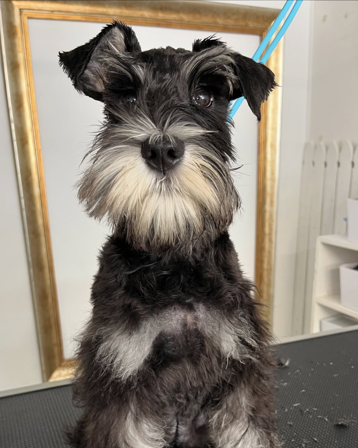 Ivar the black-and-silver Miniature Schnauzer sitting pretty on the grooming table