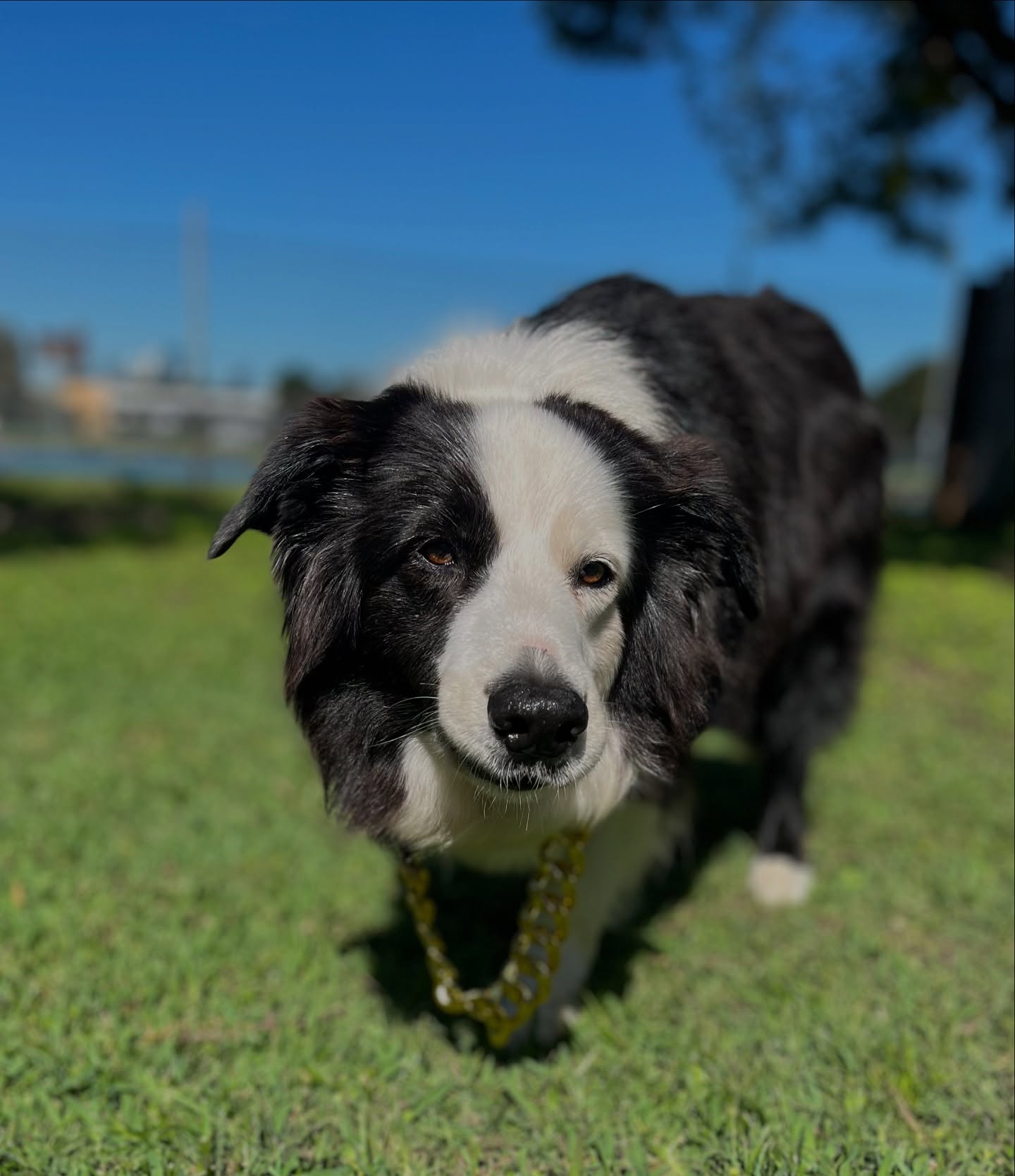 Kaino the Border Collie strolling the lawn, coat glossy after his groom
