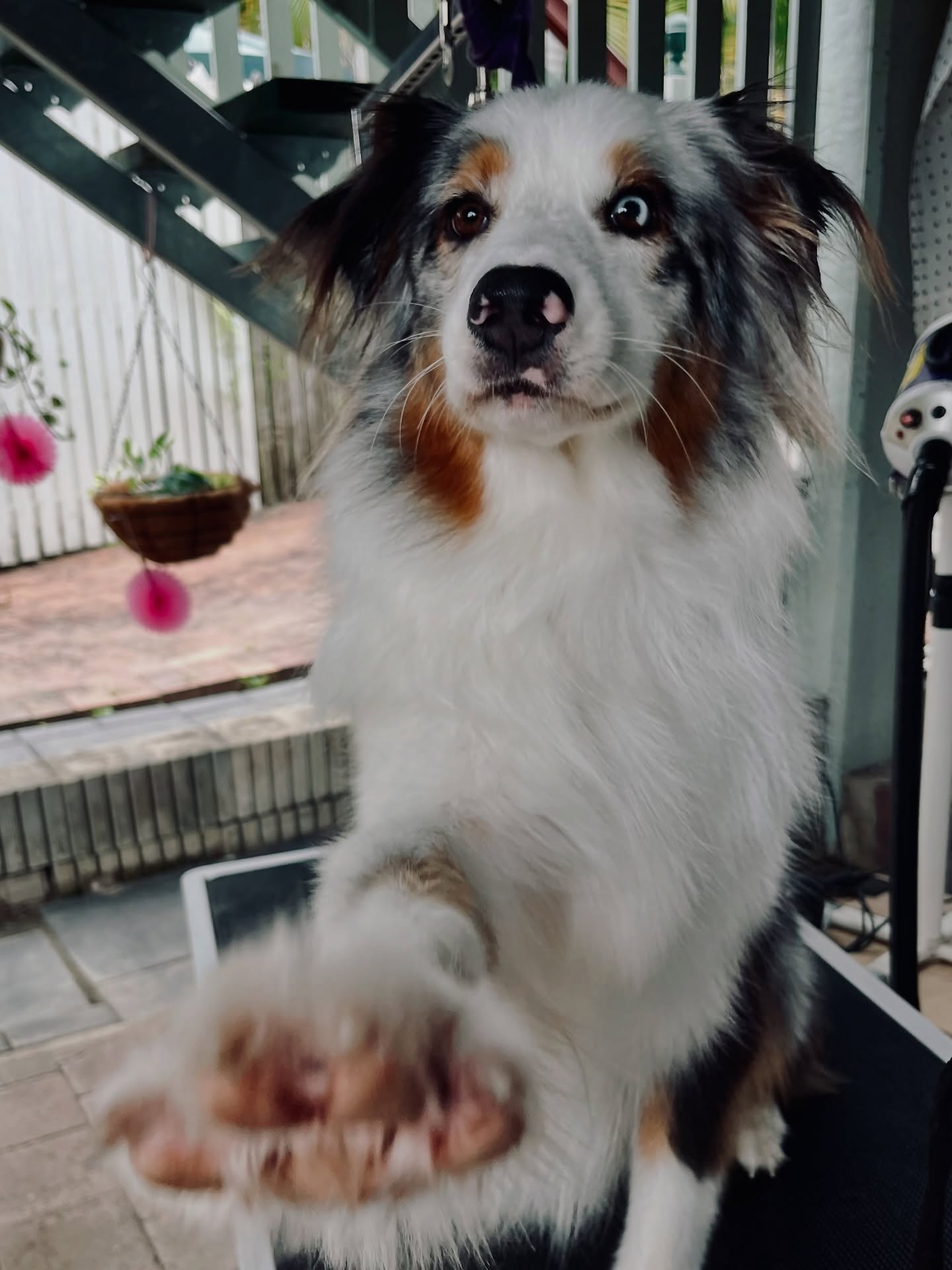 Cosmo the blue merle Australian Shepherd offering a paw after his groom