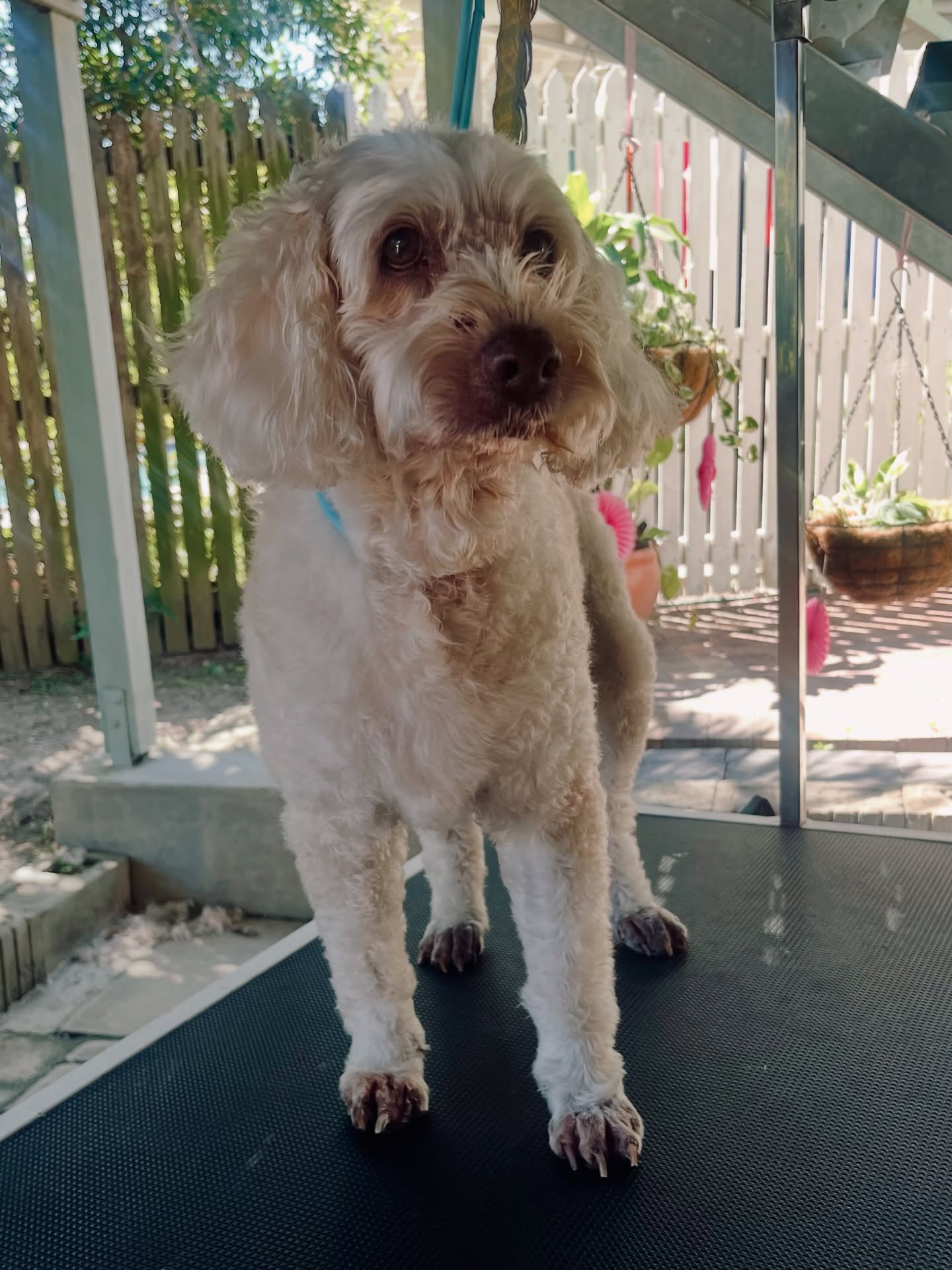Maisey the cream poodle cross standing on the grooming table, 15 years young