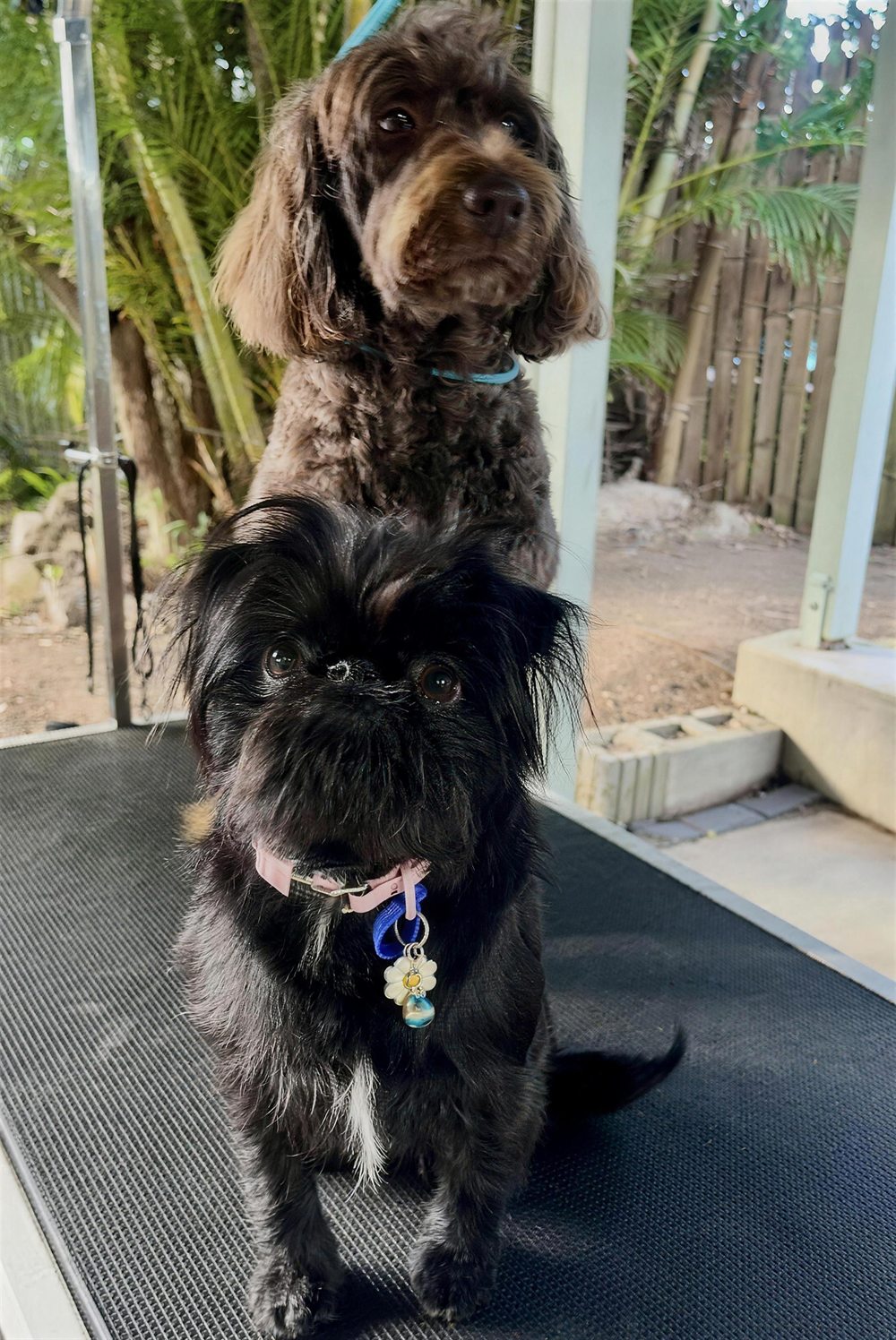 Lavender the curly chocolate-brown pup and Juniper the fluffy black pup sitting together on the grooming table after their grooms