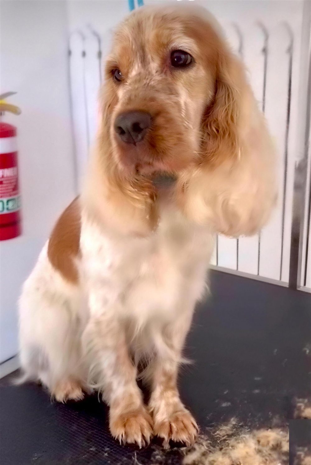 Peanut the golden cocker spaniel sitting patiently on the grooming table mid-trim